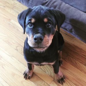 Meet your Posher, Joe